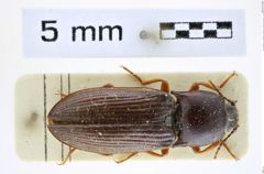 Foto (Dorsalansicht) von Pristilophus melancholicus melancholicus (Fabricius, 1798) (NHMW-ZOO-COL-0008379)